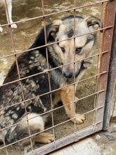 MALAKI, Hund, Mischlingshund in Rumänien - Bild 5