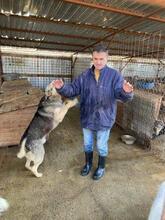 MALAKI, Hund, Mischlingshund in Rumänien - Bild 6