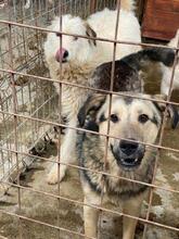 MALAKI, Hund, Mischlingshund in Rumänien - Bild 8