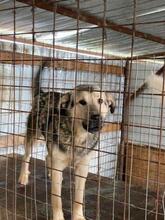 MALAKI, Hund, Mischlingshund in Rumänien - Bild 9