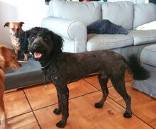 NINA, Hund, Puli-Mudi-Mix in Maisach - Bild 35