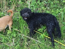 NINA, Hund, Puli-Mudi-Mix in Maisach - Bild 36