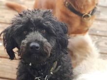 NINA, Hund, Puli-Mudi-Mix in Maisach - Bild 37