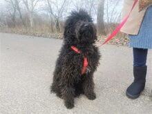 NINA, Hund, Puli-Mudi-Mix in Maisach - Bild 42