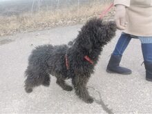 NINA, Hund, Puli-Mudi-Mix in Maisach - Bild 43