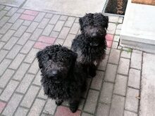 NINA, Hund, Puli-Mudi-Mix in Maisach - Bild 45