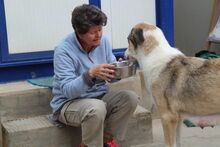 HONOUR, Hund, Mastin Español in Spanien - Bild 2