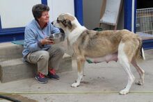 HONOUR, Hund, Mastin Español in Spanien - Bild 4