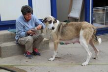 HONOUR, Hund, Mastin Español in Spanien - Bild 5