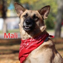 MALI, Hund, Mischlingshund in Bulgarien - Bild 1