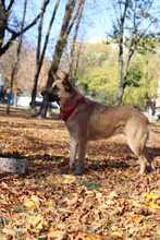 MALI, Hund, Mischlingshund in Bulgarien - Bild 10