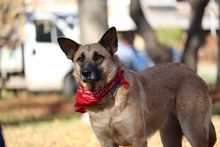 MALI, Hund, Mischlingshund in Bulgarien - Bild 11