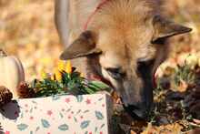 MALI, Hund, Mischlingshund in Bulgarien - Bild 12