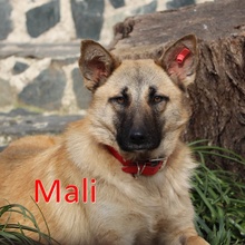 MALI, Hund, Mischlingshund in Bulgarien - Bild 2