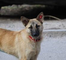 MALI, Hund, Mischlingshund in Bulgarien - Bild 4