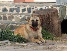 MALI, Hund, Mischlingshund in Bulgarien - Bild 5