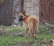 MALI, Hund, Mischlingshund in Bulgarien - Bild 6
