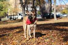 MALI, Hund, Mischlingshund in Bulgarien - Bild 8