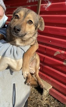 SIENNA, Hund, Mischlingshund in Rumänien - Bild 1