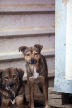 SIENNA, Hund, Mischlingshund in Rumänien - Bild 3