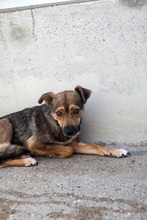 SIENNA, Hund, Mischlingshund in Rumänien - Bild 4