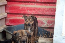 SIENNA, Hund, Mischlingshund in Rumänien - Bild 5