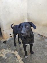 SCOOBY, Hund, Mischlingshund in Italien - Bild 6