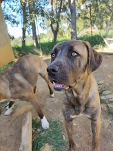 SMOKY, Hund, Mischlingshund in Italien - Bild 6