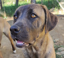 SMOKY, Hund, Mischlingshund in Winsen
