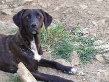 SOLEY, Hund, Mischlingshund in Italien - Bild 14