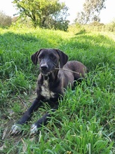 SOLEY, Hund, Mischlingshund in Italien - Bild 15
