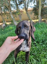 SOLEY, Hund, Mischlingshund in Italien - Bild 7