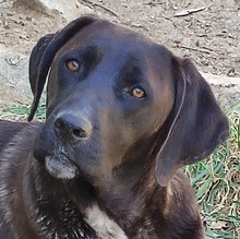 SOLEY, Hund, Mischlingshund in Italien - Bild 9