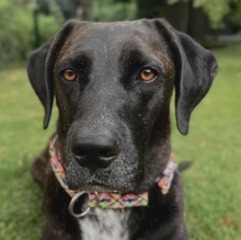 SOLEY, Hund, Mischlingshund in Herford - Bild 1