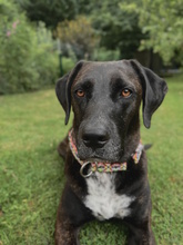 SOLEY, Hund, Mischlingshund in Herford - Bild 10