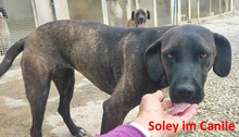 SOLEY, Hund, Mischlingshund in Herford - Bild 11