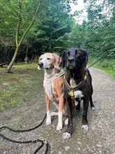 SOLEY, Hund, Mischlingshund in Herford - Bild 2