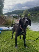 SOLEY, Hund, Mischlingshund in Herford - Bild 4