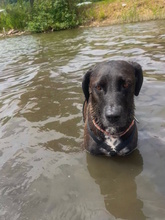 SOLEY, Hund, Mischlingshund in Herford - Bild 5