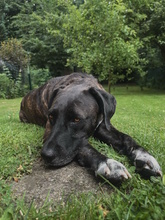 SOLEY, Hund, Mischlingshund in Herford - Bild 6
