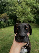 SOLEY, Hund, Mischlingshund in Herford - Bild 7