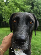SOLEY, Hund, Mischlingshund in Herford - Bild 8