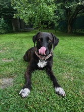 SOLEY, Hund, Mischlingshund in Herford - Bild 9