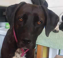 SOLEY, Hund, Mischlingshund in Dingelstädt - Bild 1