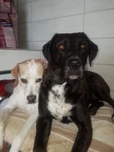 SOLEY, Hund, Mischlingshund in Dingelstädt - Bild 2