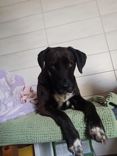 SOLEY, Hund, Mischlingshund in Dingelstädt - Bild 3