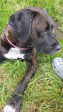 SOLEY, Hund, Mischlingshund in Dingelstädt - Bild 4