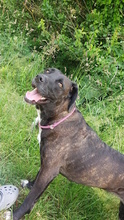 SOLEY, Hund, Mischlingshund in Dingelstädt - Bild 5
