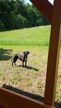 SOLEY, Hund, Mischlingshund in Dingelstädt - Bild 6