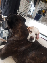 SOLEY, Hund, Mischlingshund in Dingelstädt - Bild 7